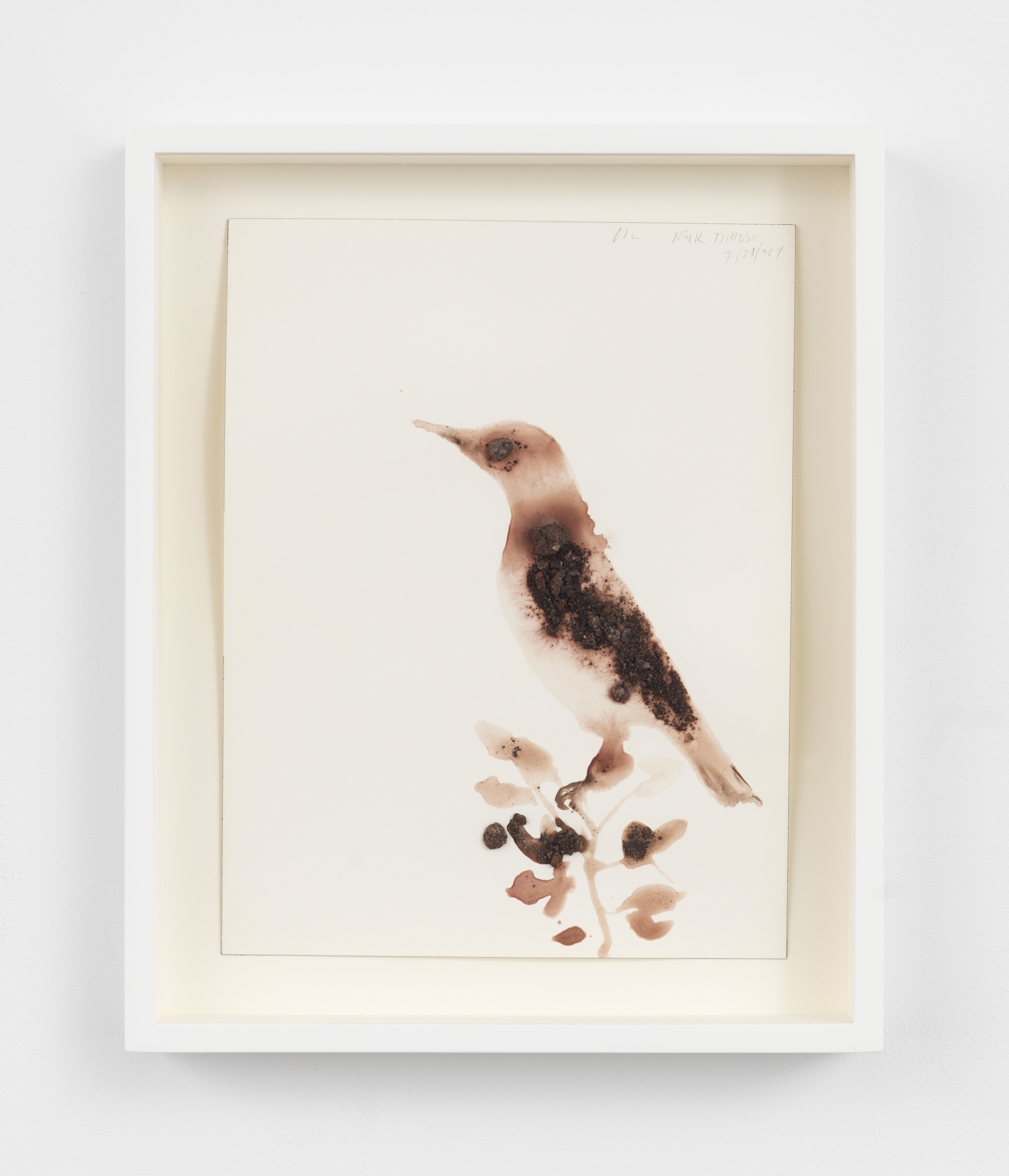 Alexis Rockman, Rufous-Tailed Rock-Thrush, Monticola saxatilis, 2024, Lava, molten rock and ash from Mt Vesuvius and acrylic polymer on paper, Unframed: 10 1/4 x 7 5/8 in., Framed: 12 1/2 x 9 1/2 in.