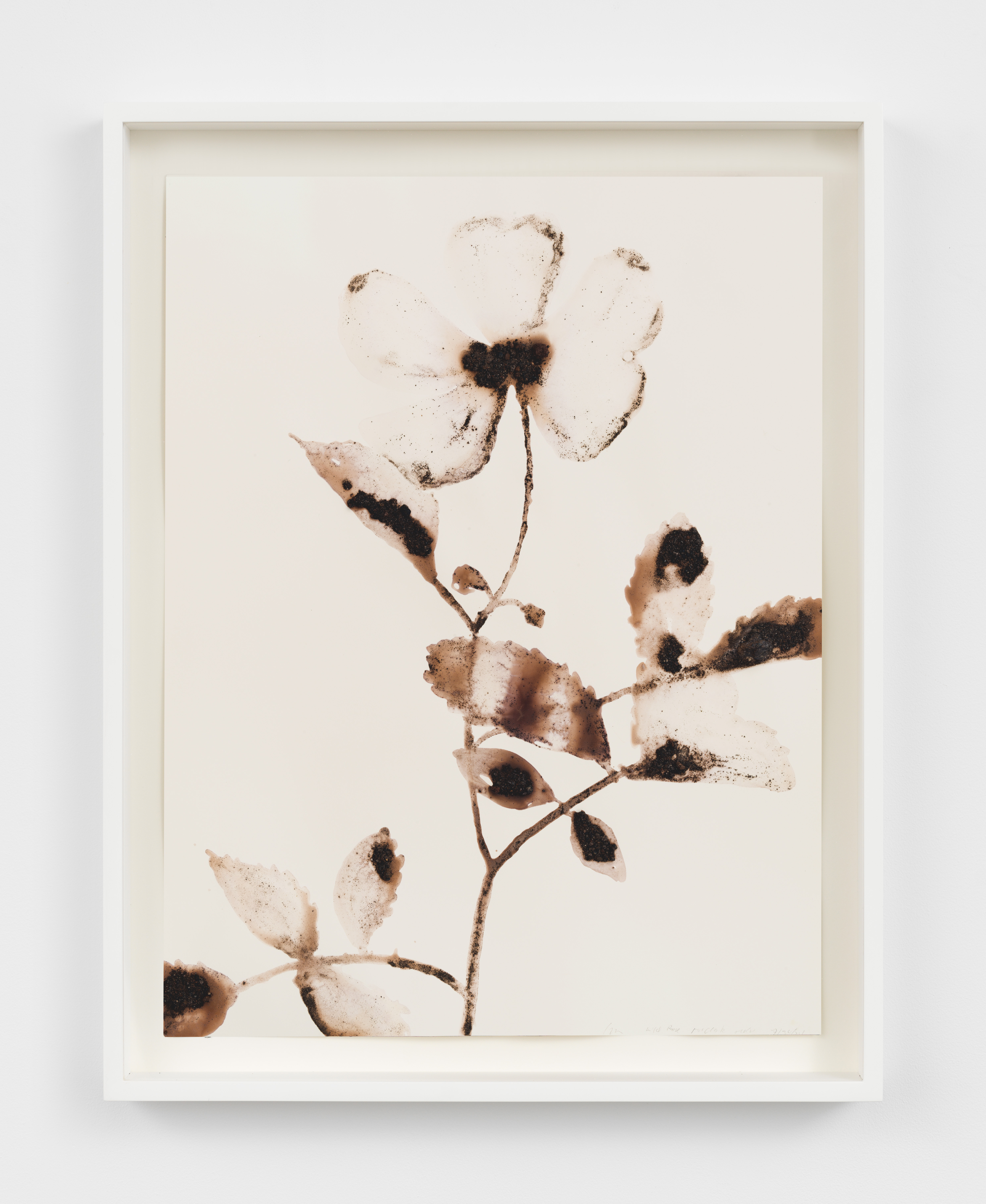 Alexis Rockman, Wild Rose, Rosa sempervirens, 2024, Lava, molten rock and ash from Mt Vesuvius and acrylic polymer on paper, Unframed: 24 x 18 in., Framed: 27 1/4 x 21 1/4 in.