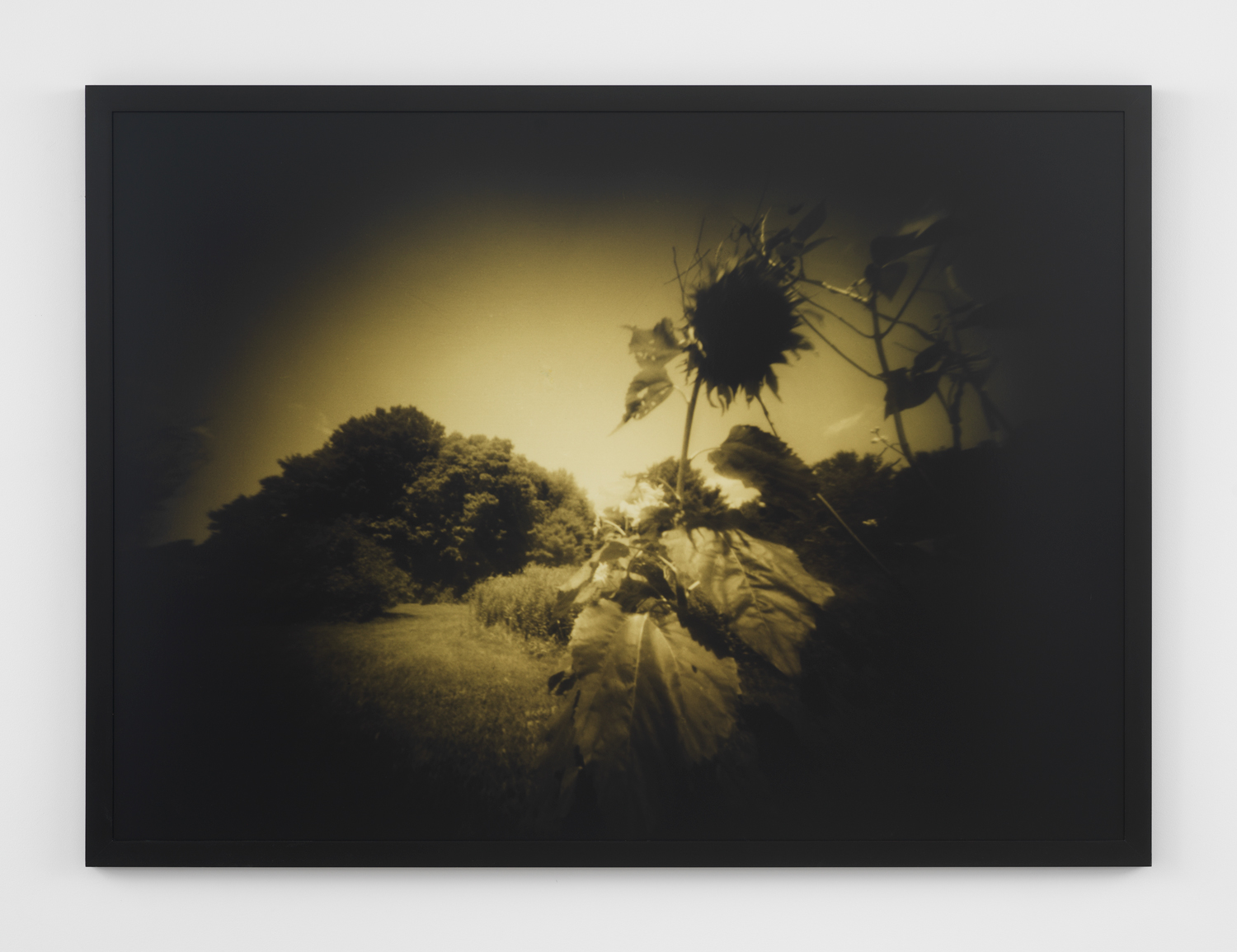 Barbara Ess, No Title (Sunflower),1997-98, C-Print, 51 5/8 x 68 7/8 x 1 3/4 in.