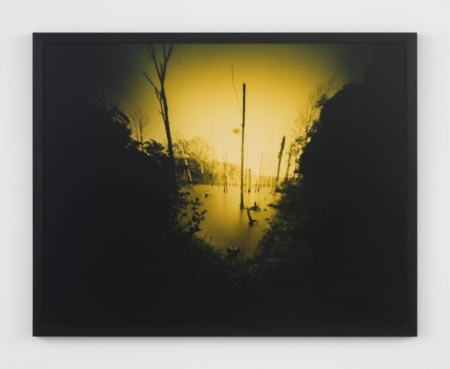 Barbara Ess, No Title (Swamp), 1996, C-Print, 50 3/4 x 64 3/8 x 1 3/4 in.