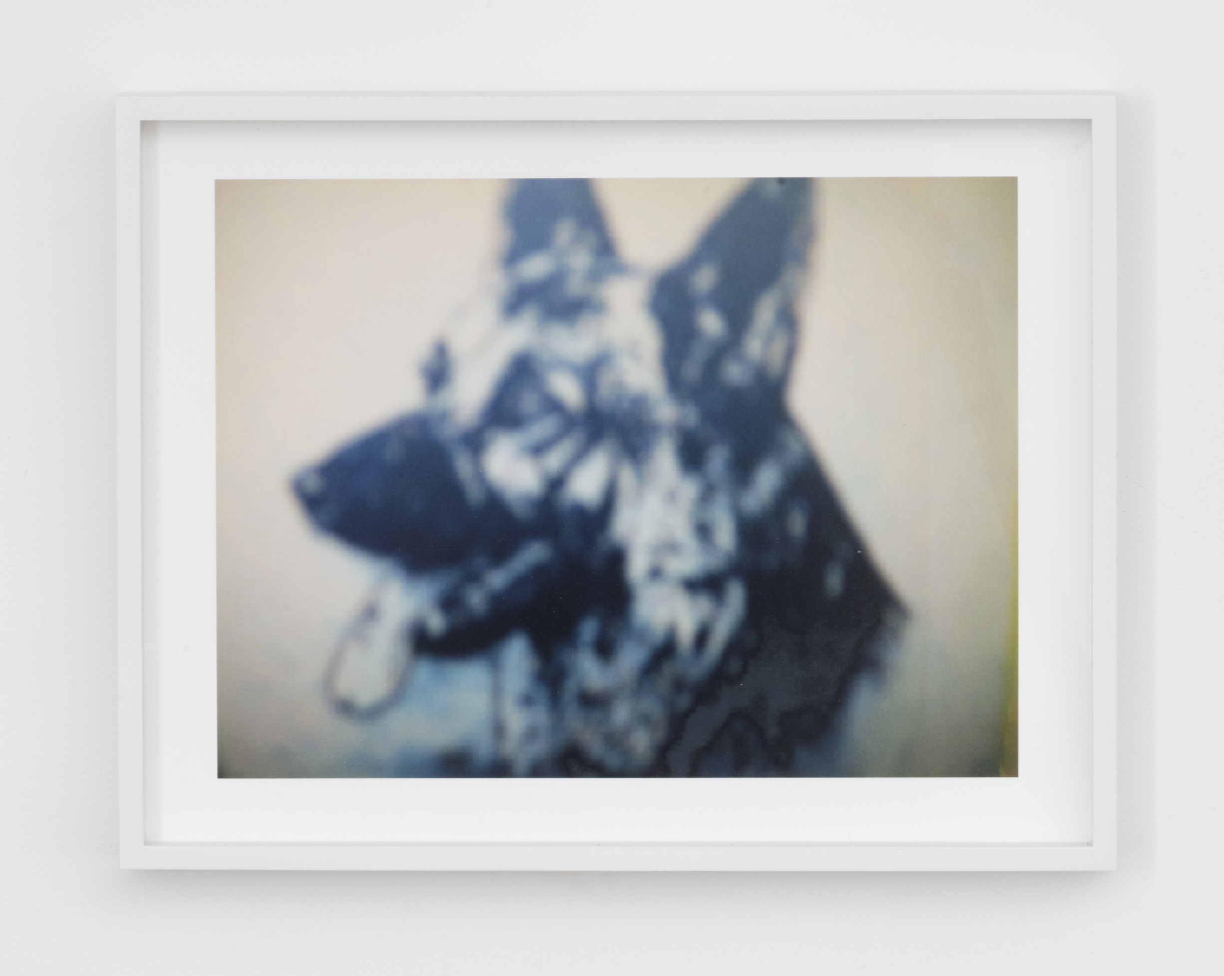 Barbara Ess, Attenti al Cane (Cyan Dog), 2007, archival pigment print, 11.38h x 14.75w in.