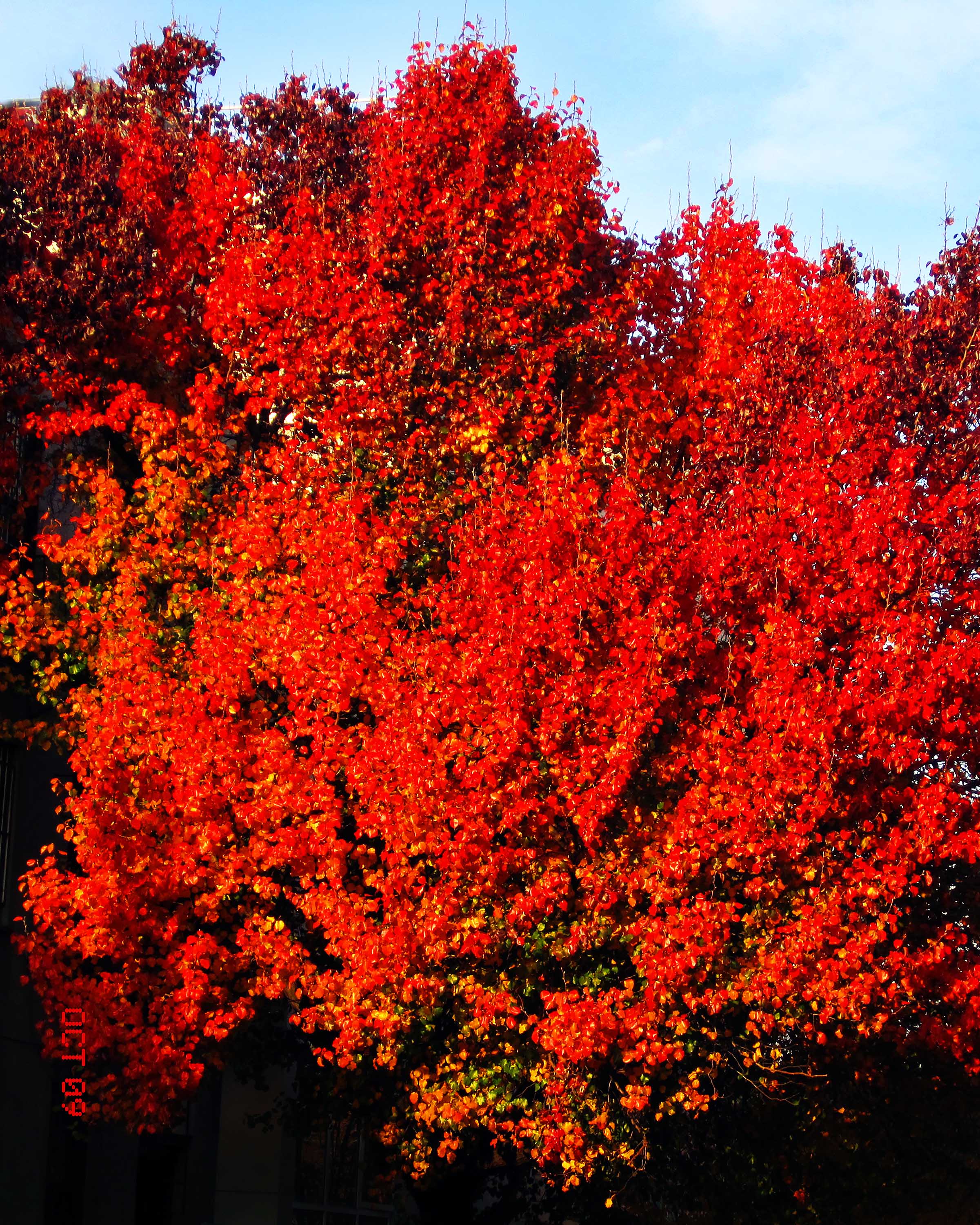 Steel Stillman, Autumn, 2016, archival inkjet print, 74h x 60w in.