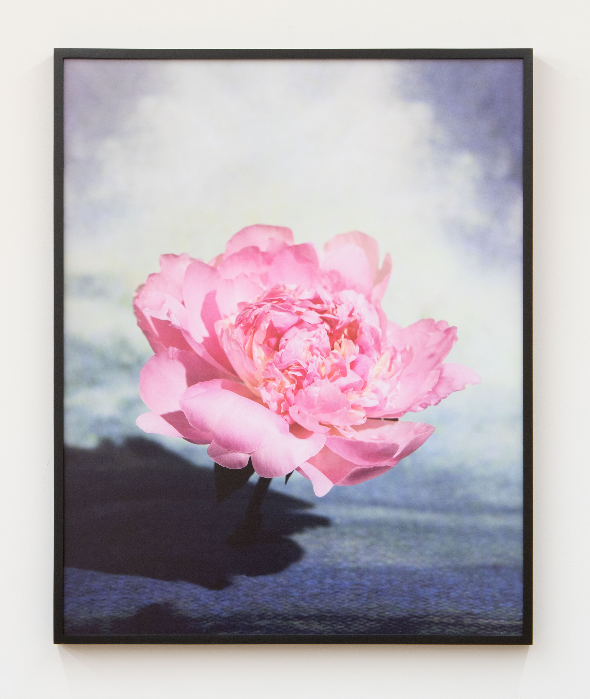 Sara Cwynar, Flower on Digital Sky, 2021, Archival pigment print mounted on dibond, 31 x 25 x 1 1/4 in.