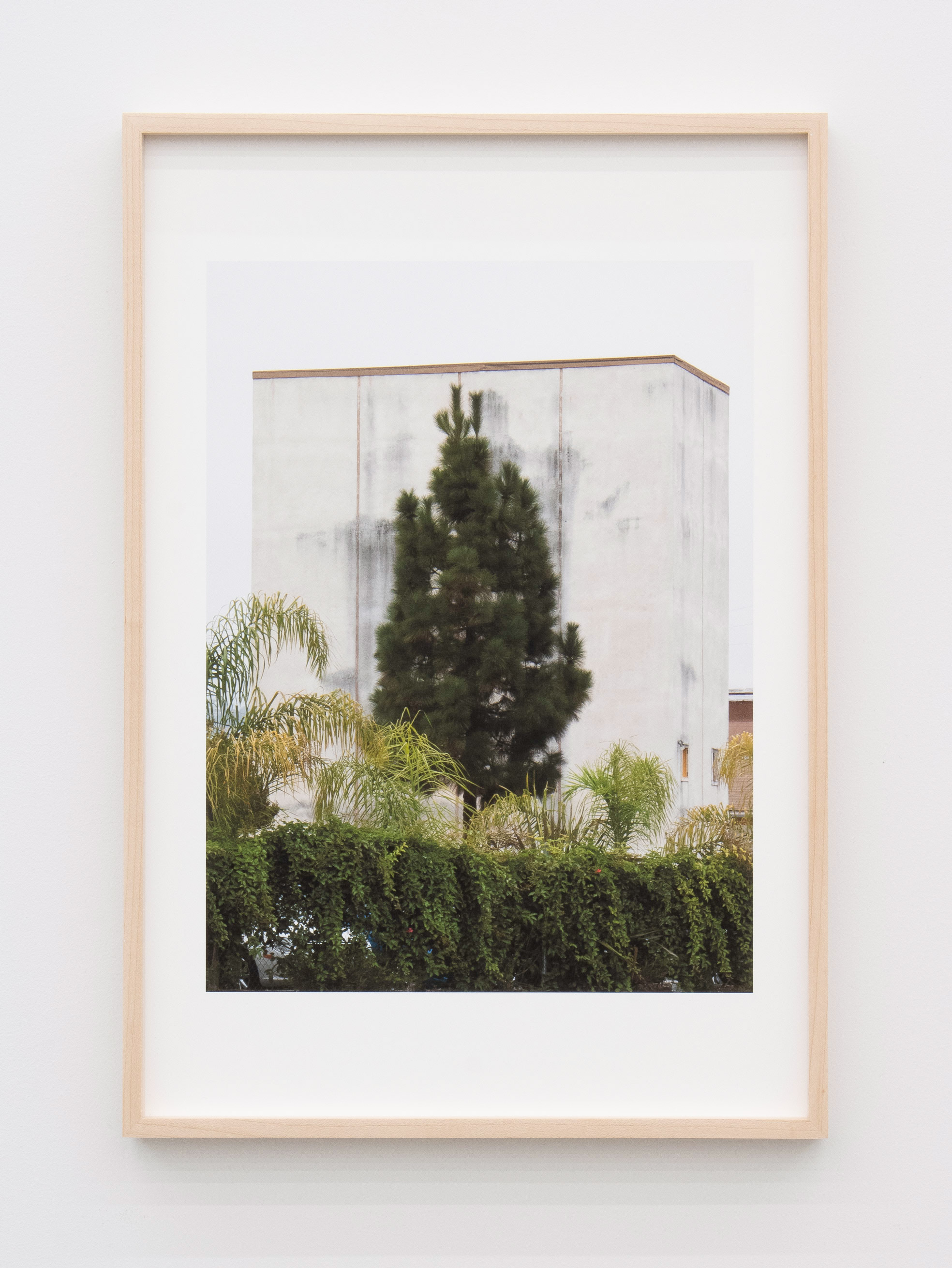 Jennifer Bolande, Tree Against Building, 2023, Archival pigment print, 19 x 13 in.