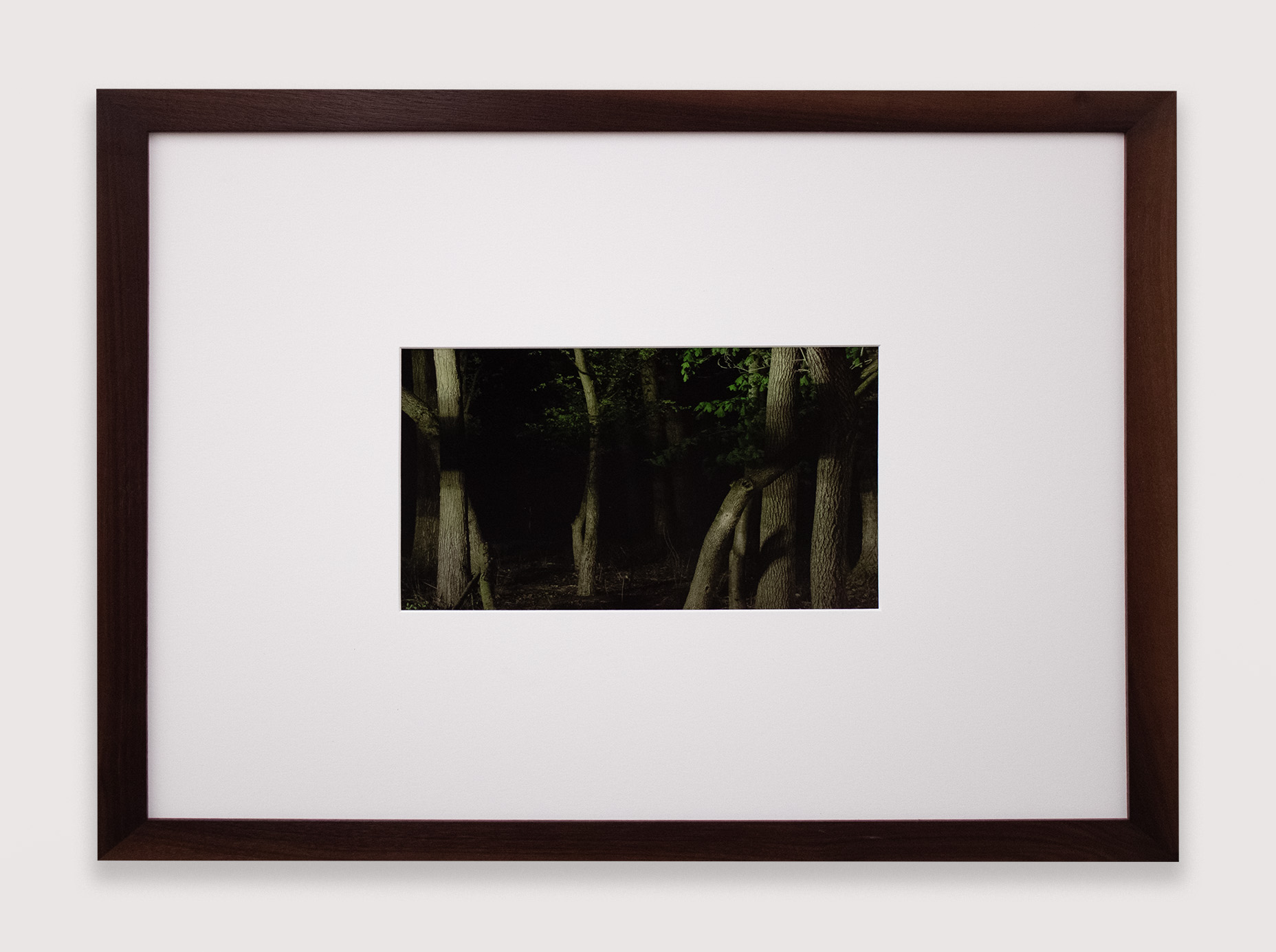 Jibade-Khalil Huffman, Forest, 2023, Archival inkjet print, 6 x 9 1/2 in.