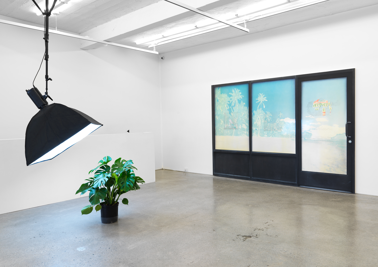 Kerry Tribe, Ceiling Light (Monstera deliciosa) (left), 2018, modified lighting equipment and potted plant, dimensions variable