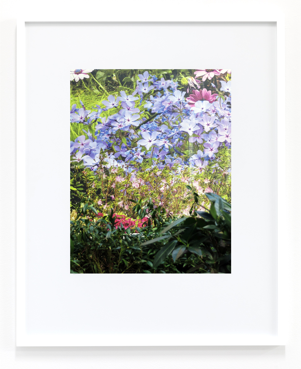 Peter Scott, Untitled (Flowers), 2018, inkjet print, 19h x 14w in.