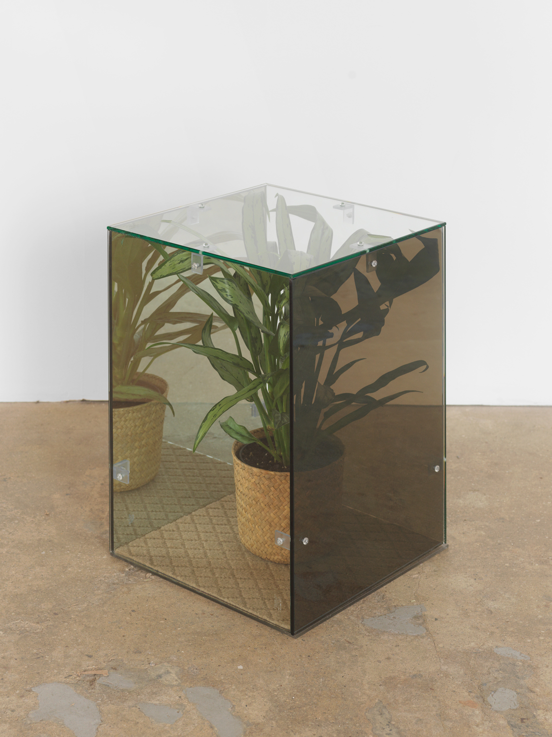 Ethan Breckenridge, Too Soon (Silver Queen), 2010, glass, acrylic, sliver queen plant, 20.50h x 14.50w x 14.50d in.