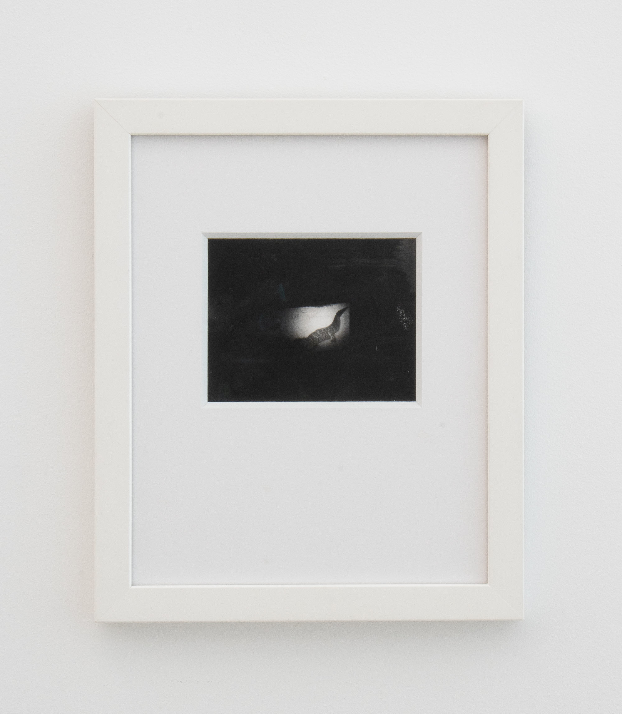 Barbara Ess, (Alligator), 1988-2006, Positive - Negative Polaroid, Unframed: 3 1/2 x 4 1/2 in., Framed: 11 x 9 x 1 in.